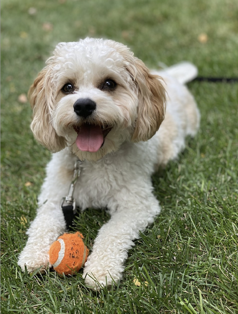 Zeus the dog